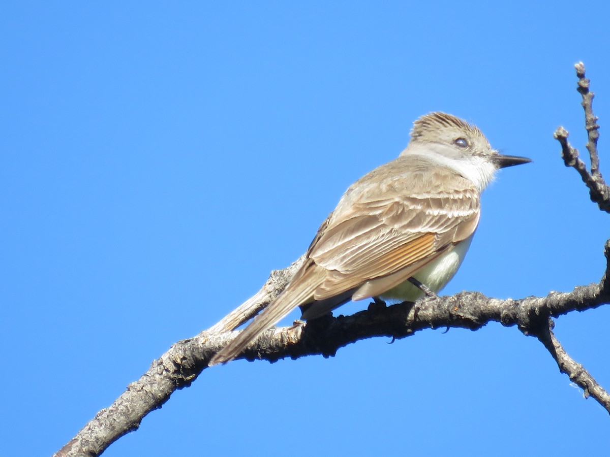 Ash-throated Flycatcher - Calen Randall