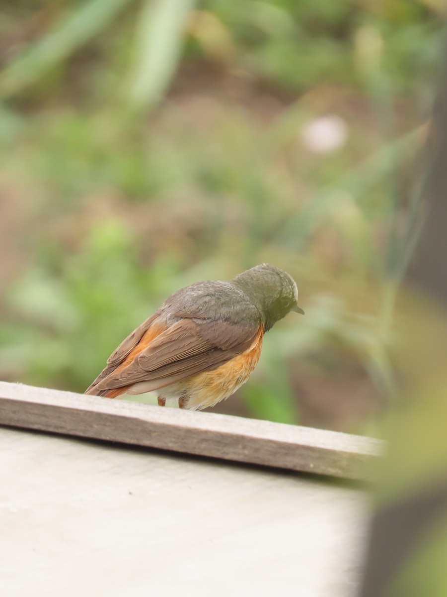 Common Redstart - Anastasia Stepanishcheva