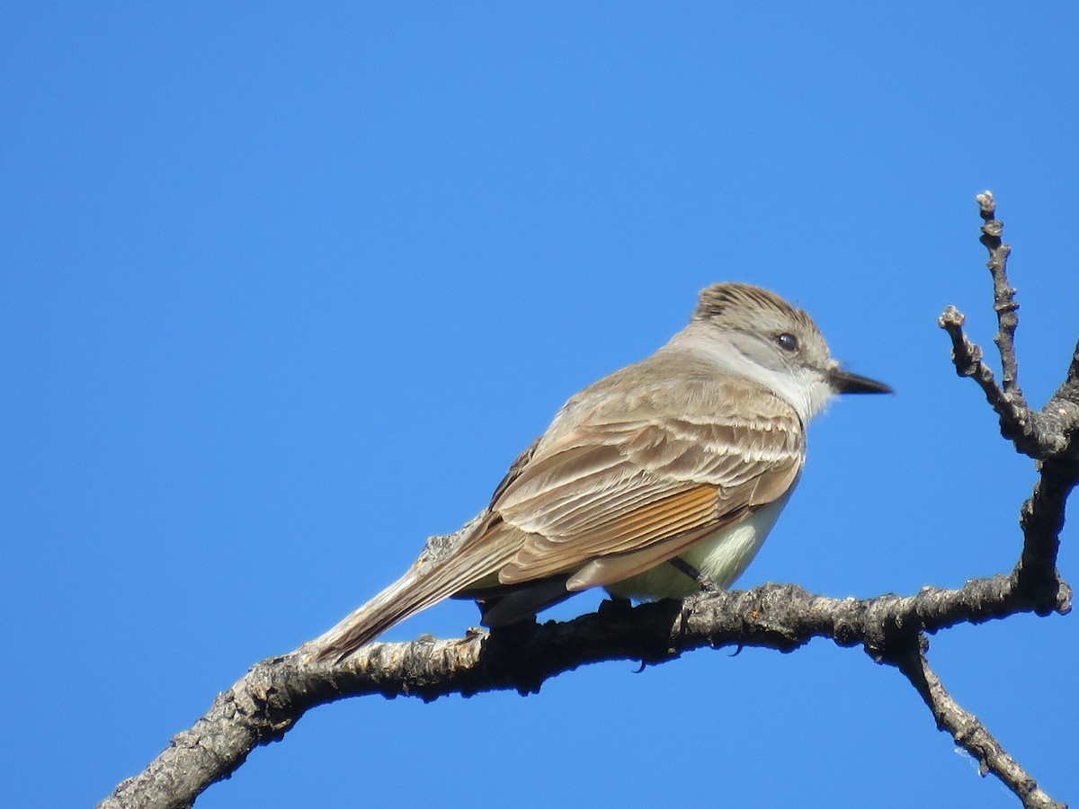 Ash-throated Flycatcher - ML350652421