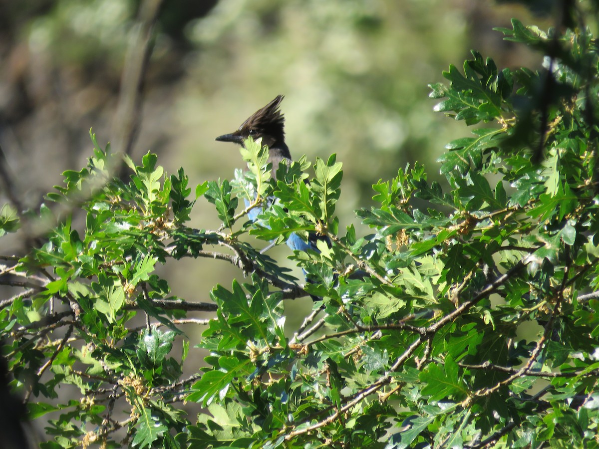 Steller's Jay - ML350652551