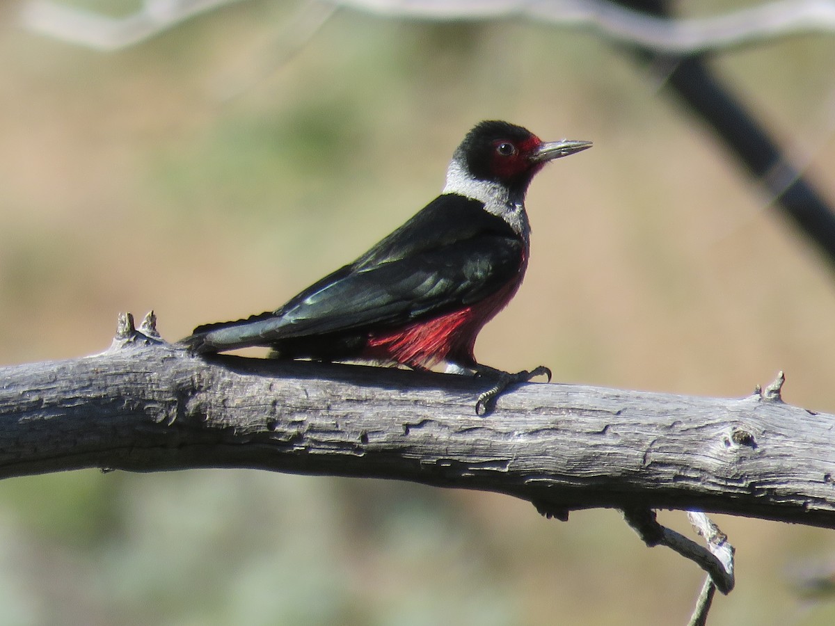 Lewis's Woodpecker - ML350652961