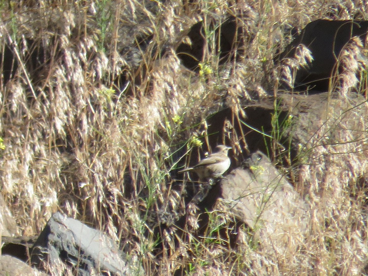 Rock Wren - ML350653331