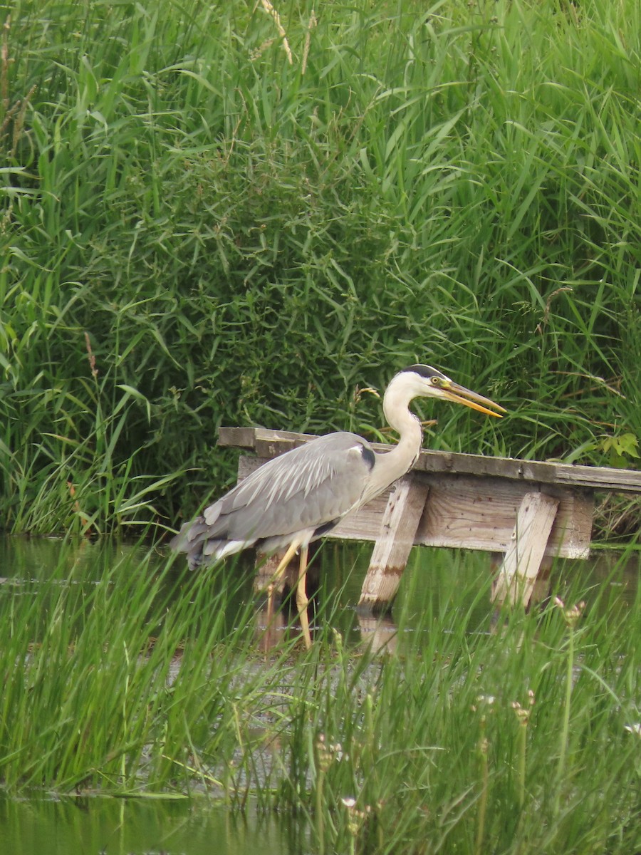 Gray Heron - Anastasia Stepanishcheva