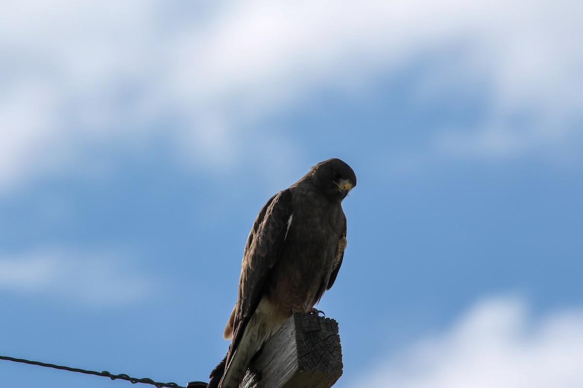 Swainson's Hawk - ML350654221