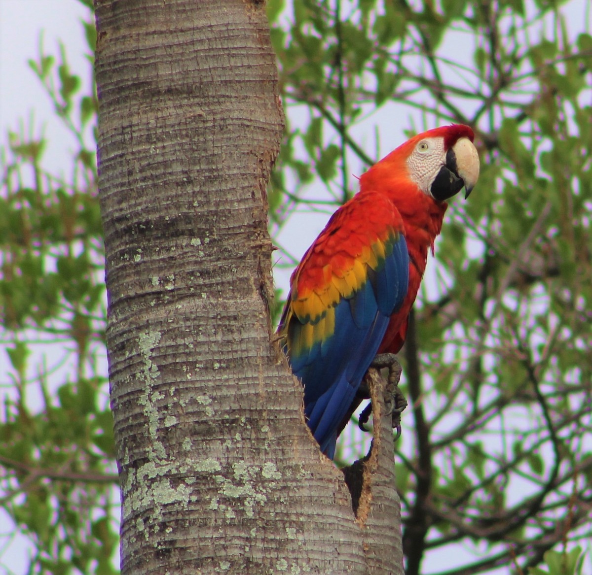 Scarlet Macaw - ML350654481