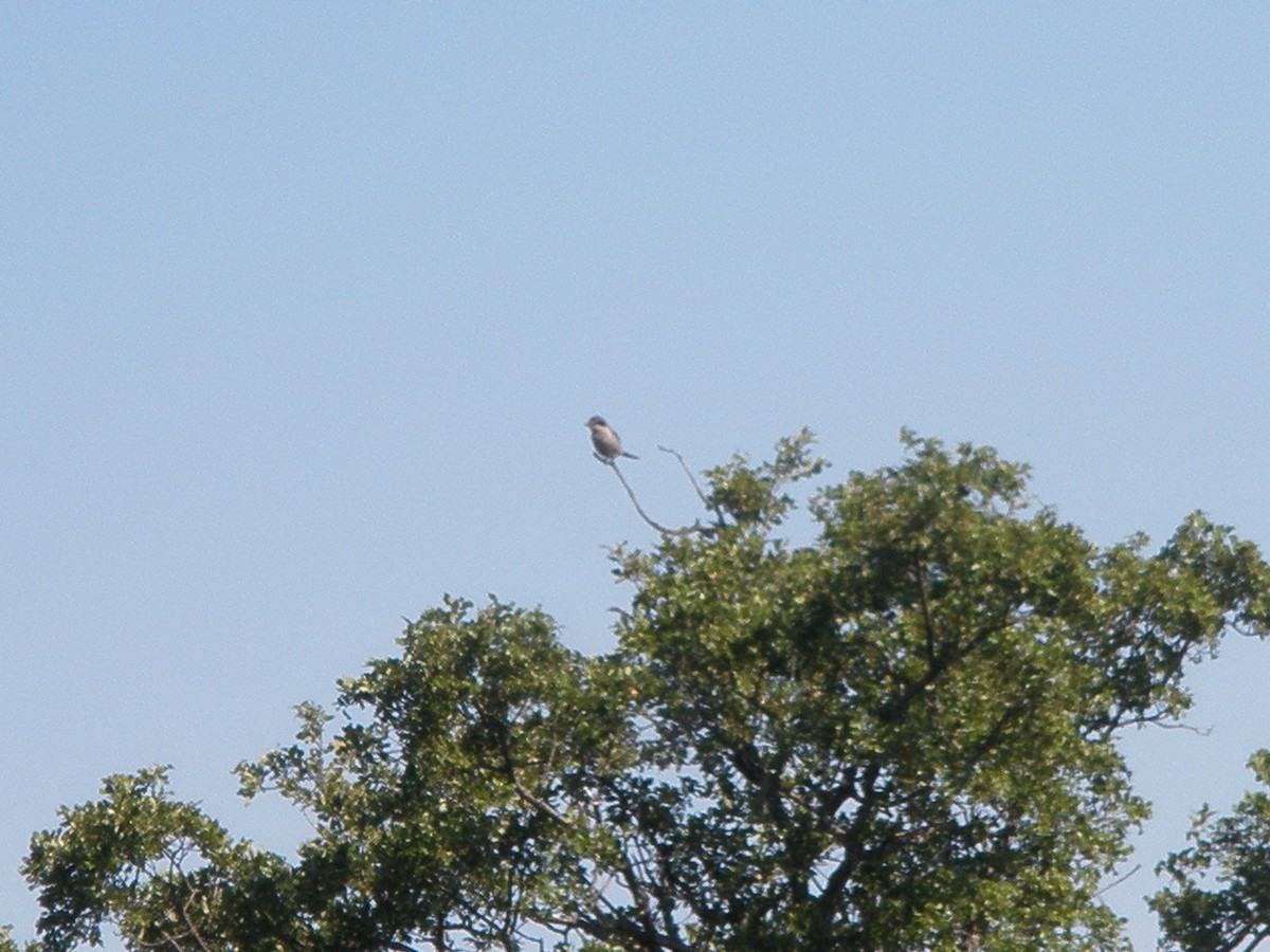 Iberian Gray Shrike - ML350654941