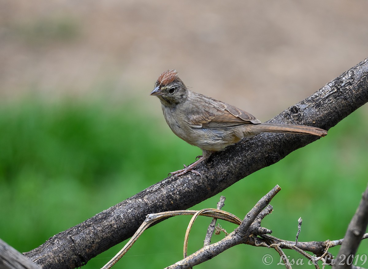 Rufous-crowned Sparrow - ML350655131