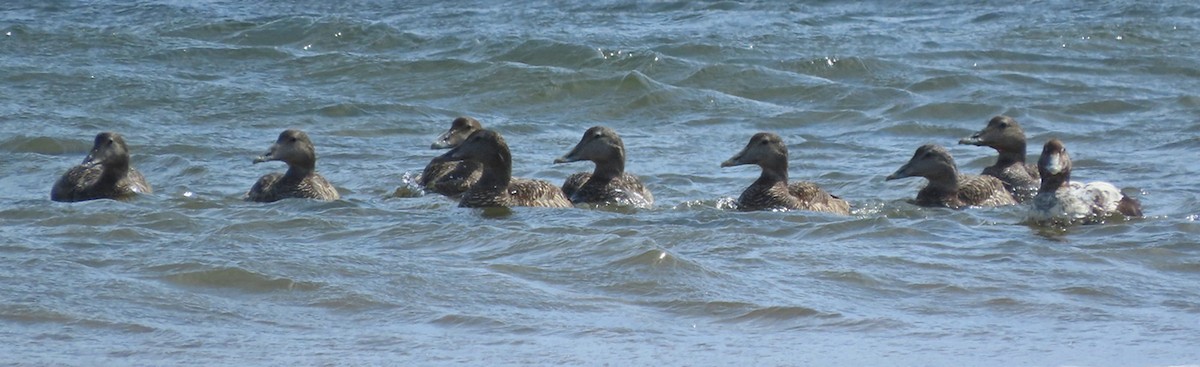 Common Eider - ML350657251