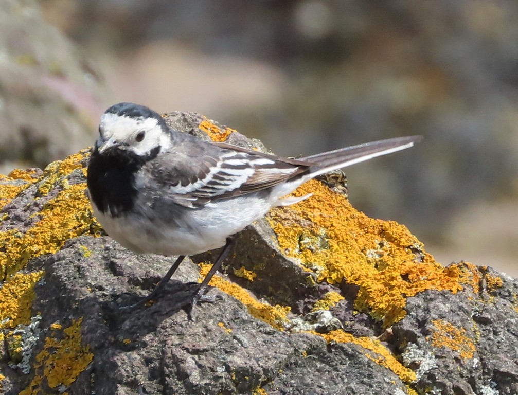 White Wagtail (British) - ML350657391