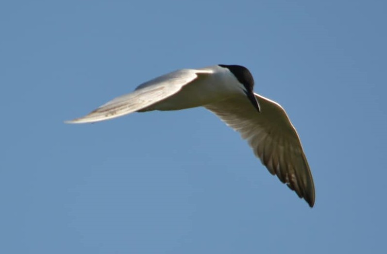 Gull-billed Tern - Group account  for eBirding in Serbia