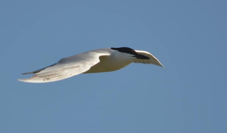 Gull-billed Tern - Group account  for eBirding in Serbia