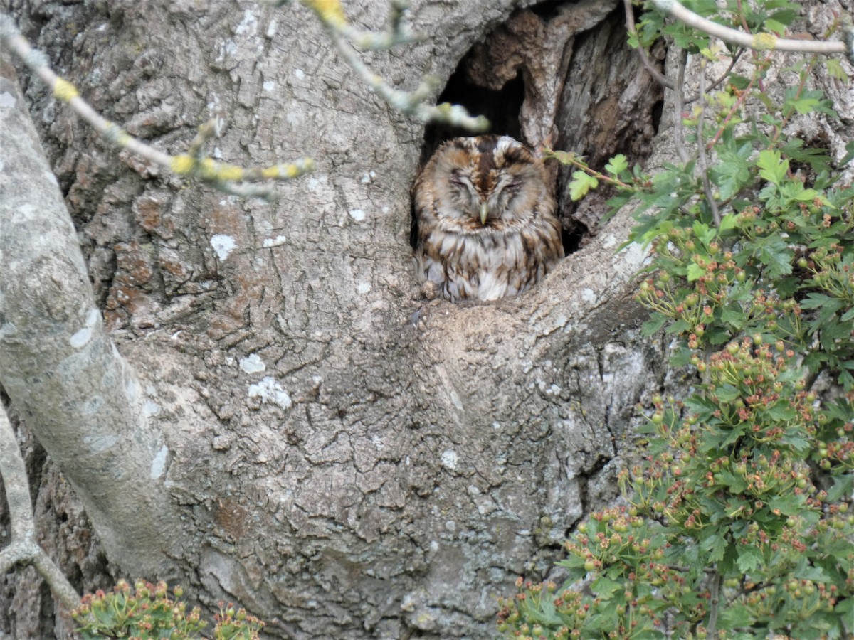 Tawny Owl - ML350661831