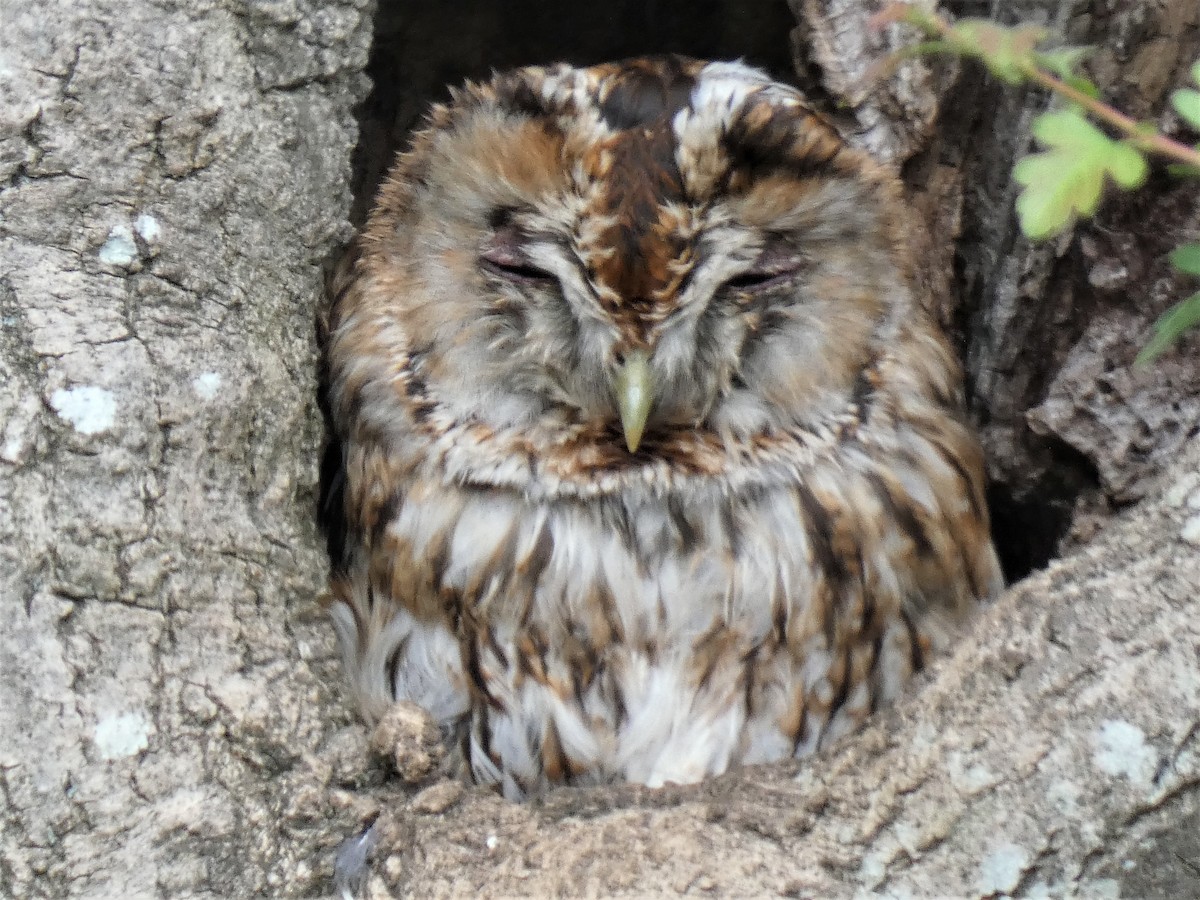 Tawny Owl - ML350661841