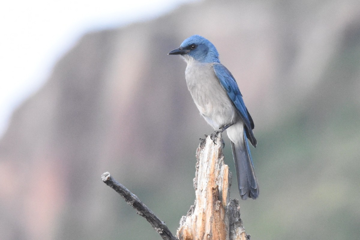 Mexican Jay (Couch's) - ML350663651