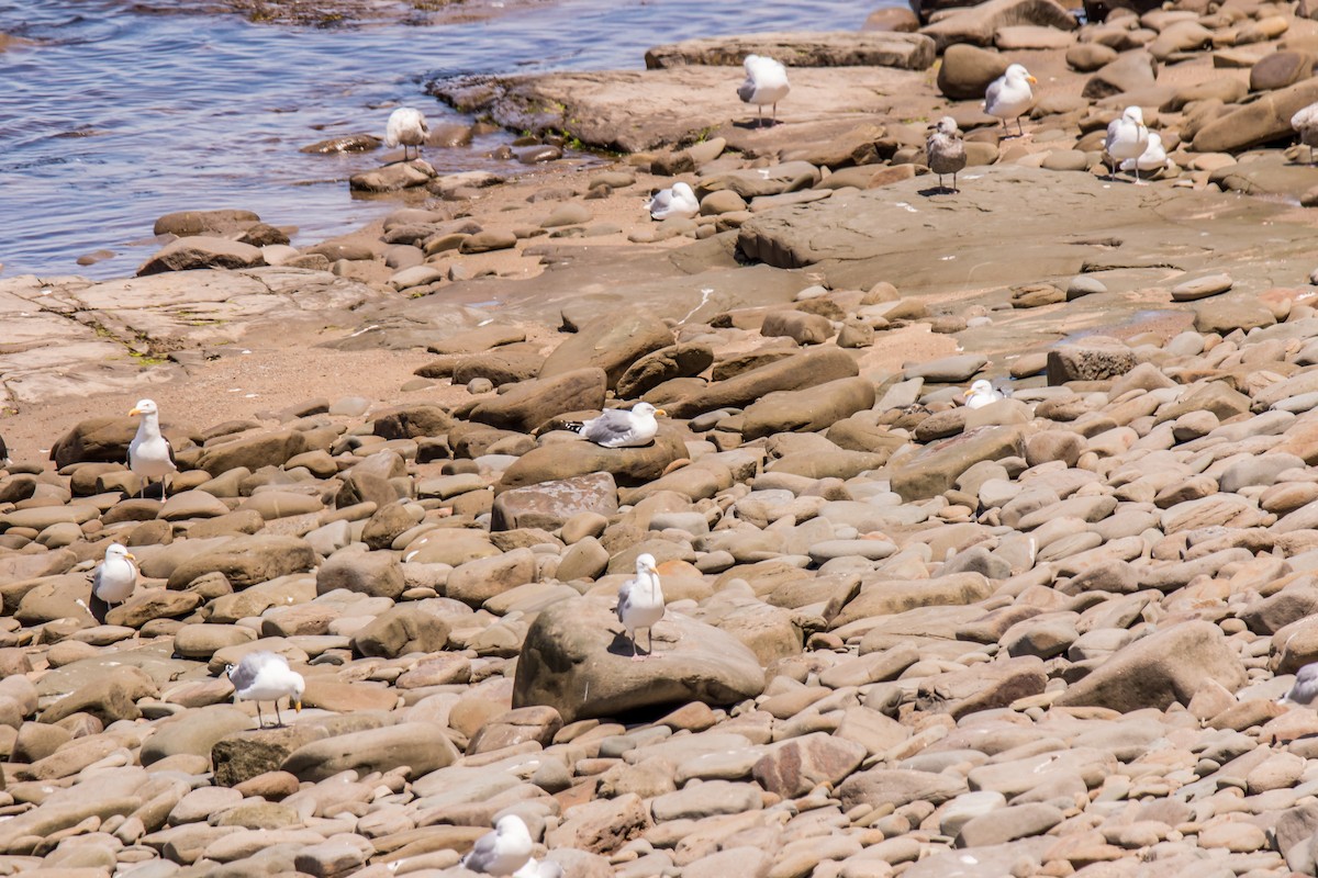 Gaviota Argéntea - ML350664151