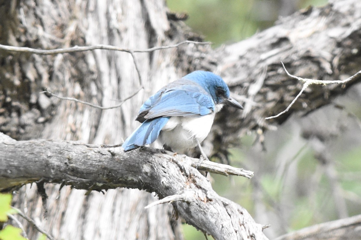 Mexican Jay (Couch's) - ML350664201