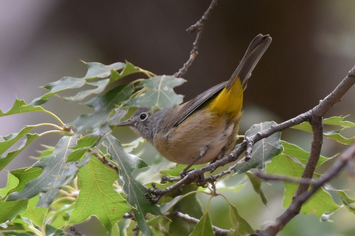 Colima Warbler - ML350664691