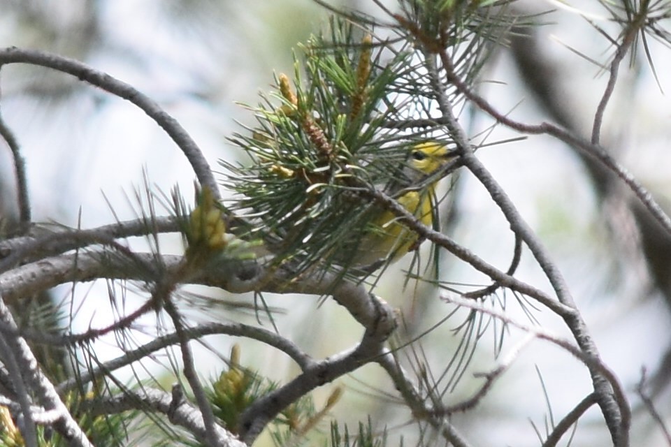 Grace's Warbler - ML350665411