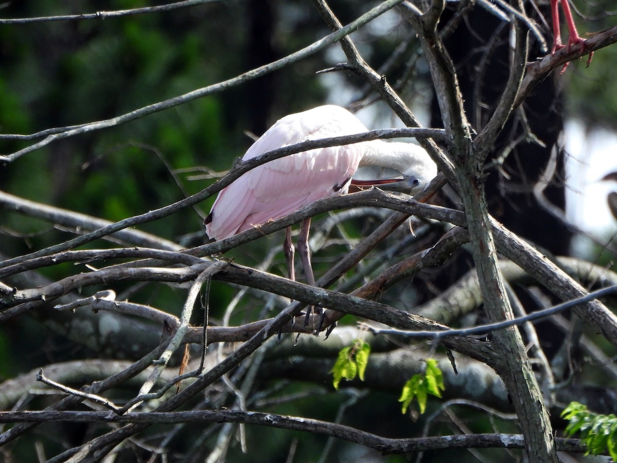 Roseate Spoonbill - Michael Oliver