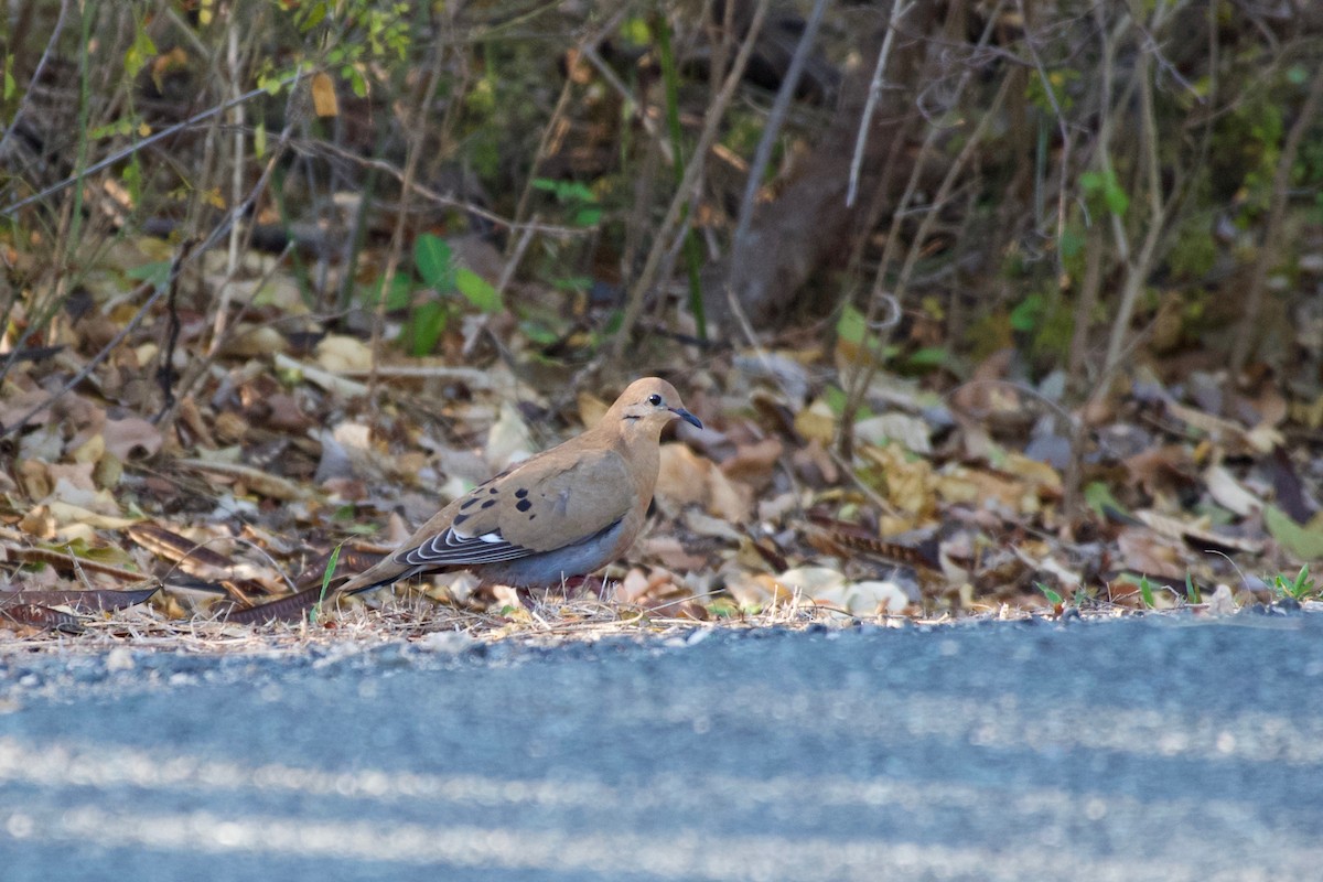 Zenaida Dove - ML350669281