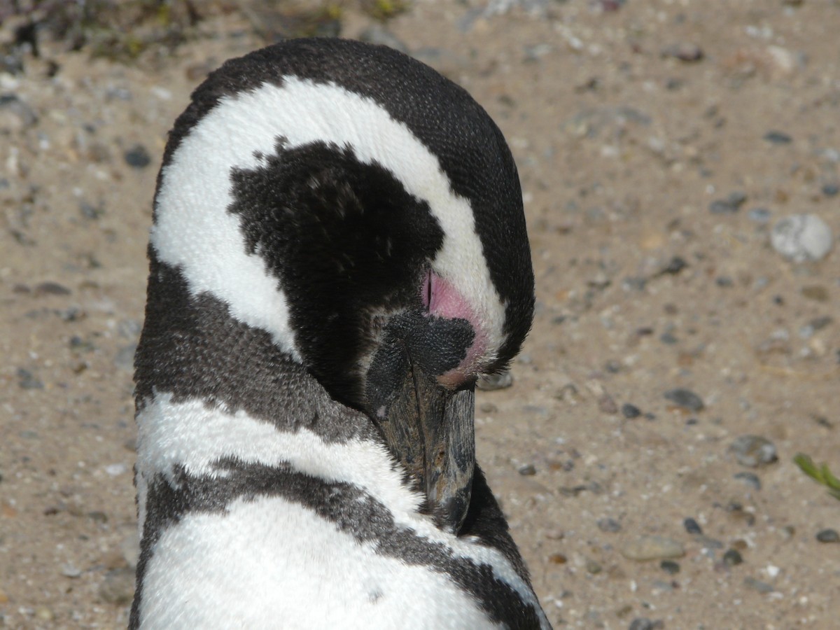 Magellanic Penguin - Paul Bartlett