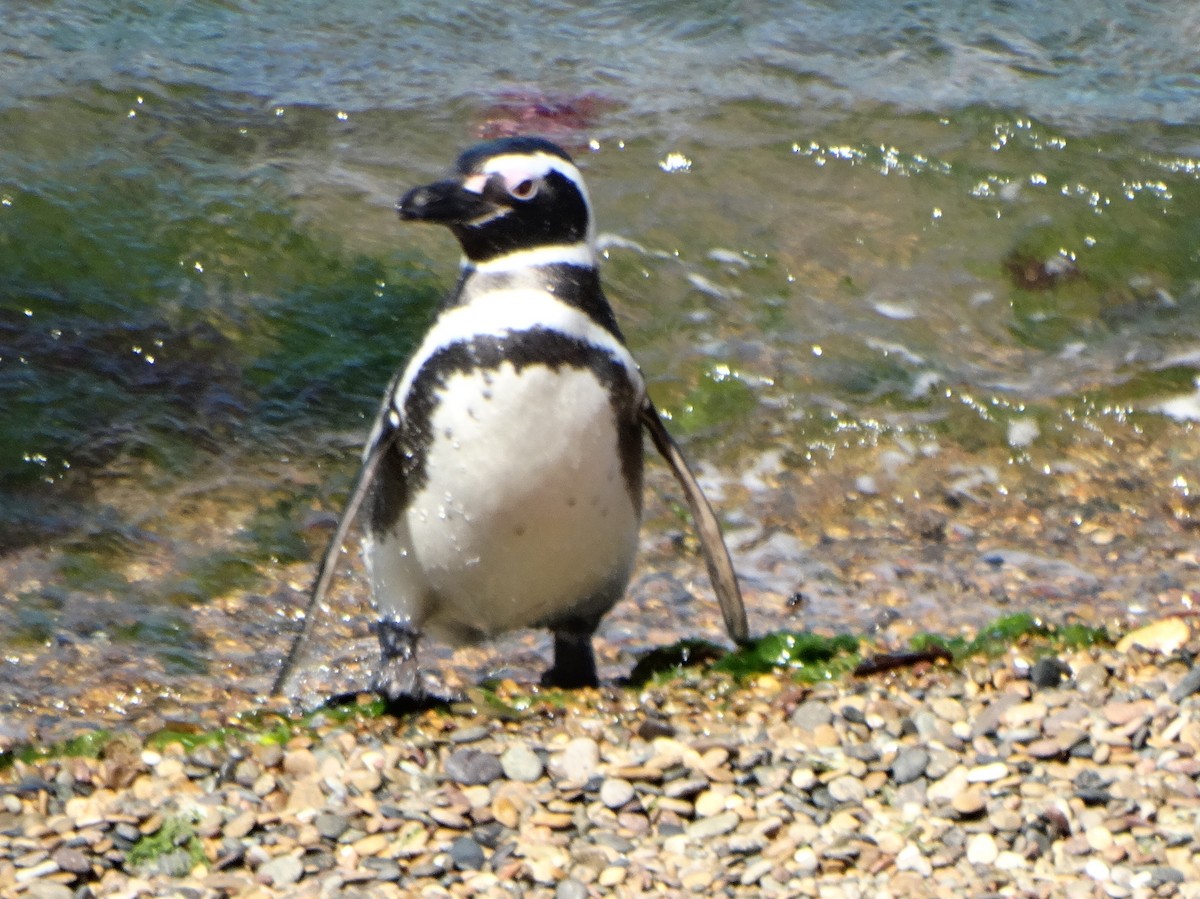 Magellanic Penguin - Paul Bartlett