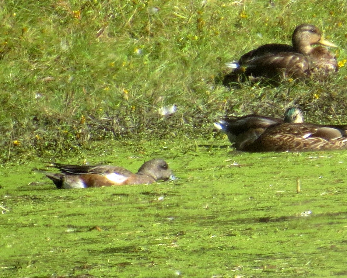 American Wigeon - ML35067161