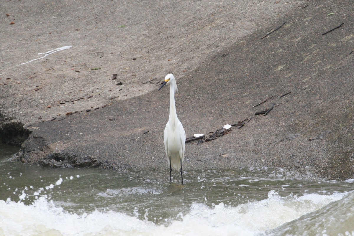 Snowy Egret - ML350671941