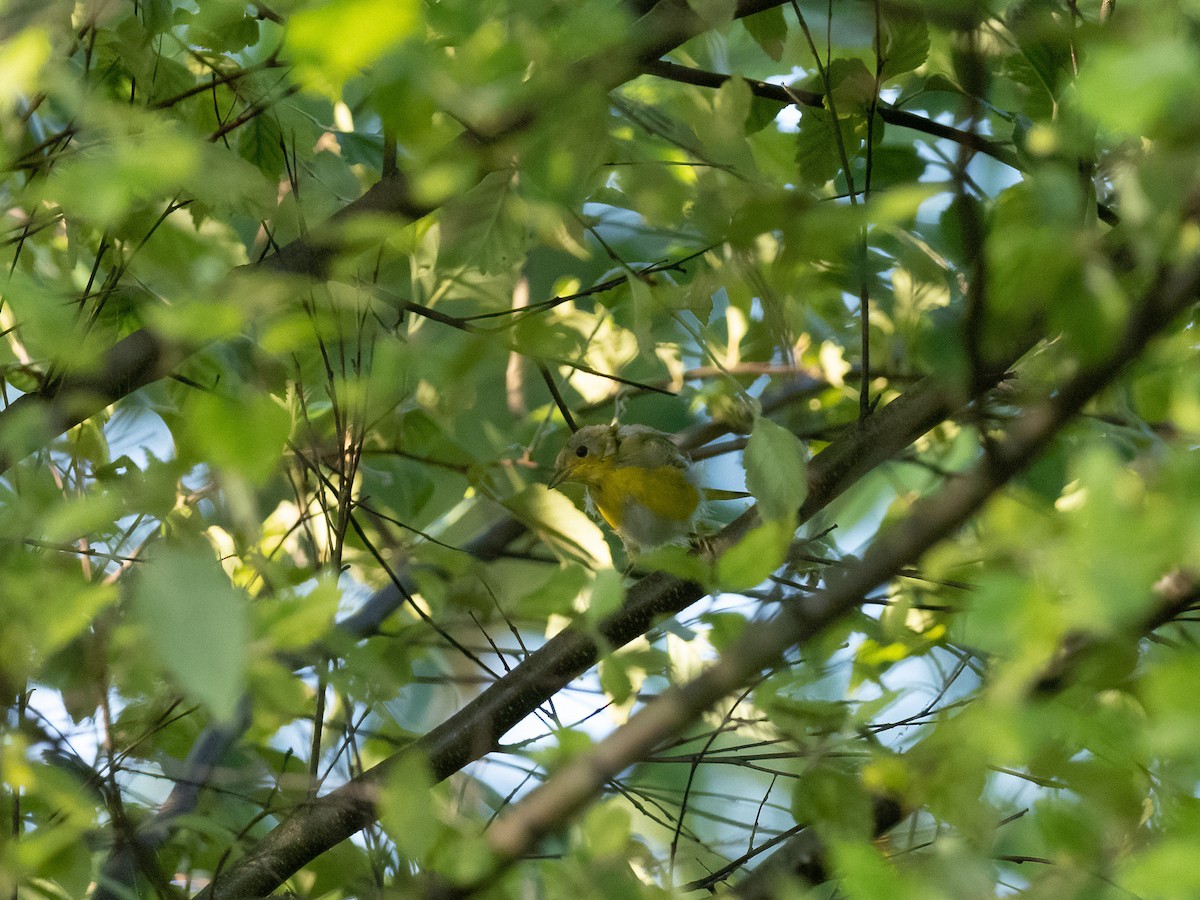 Yellow Warbler - ML350672971