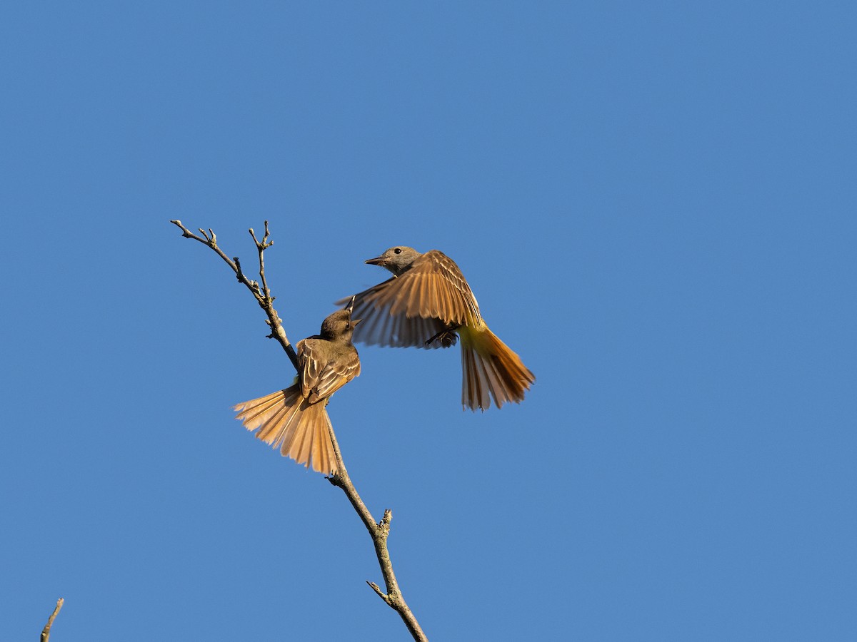 Great Crested Flycatcher - ML350673191