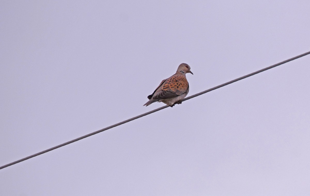 European Turtle-Dove - ML350673511