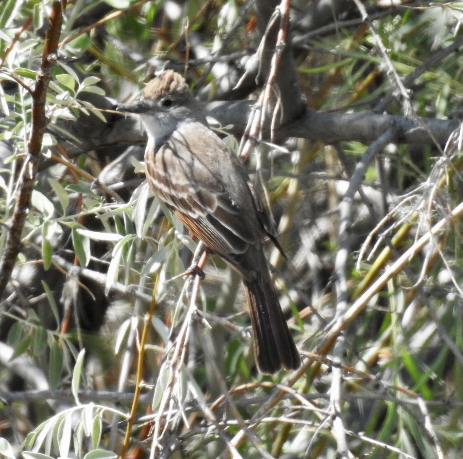 Ash-throated Flycatcher - ML350673961