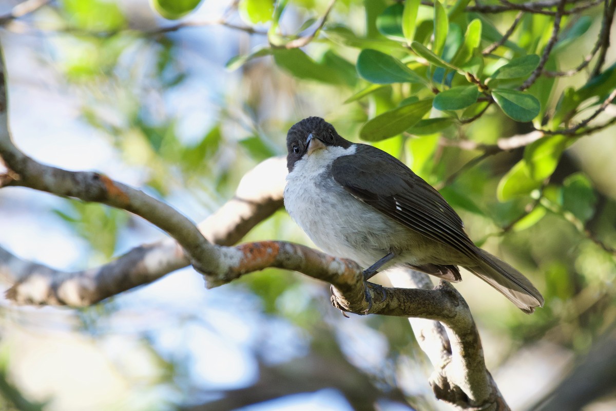 Puerto Rican Tanager - Christian  Nunes