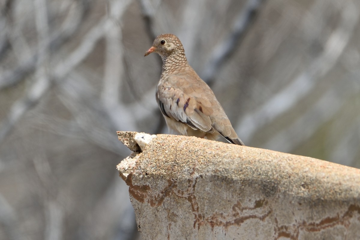 Common Ground Dove - ML350675481