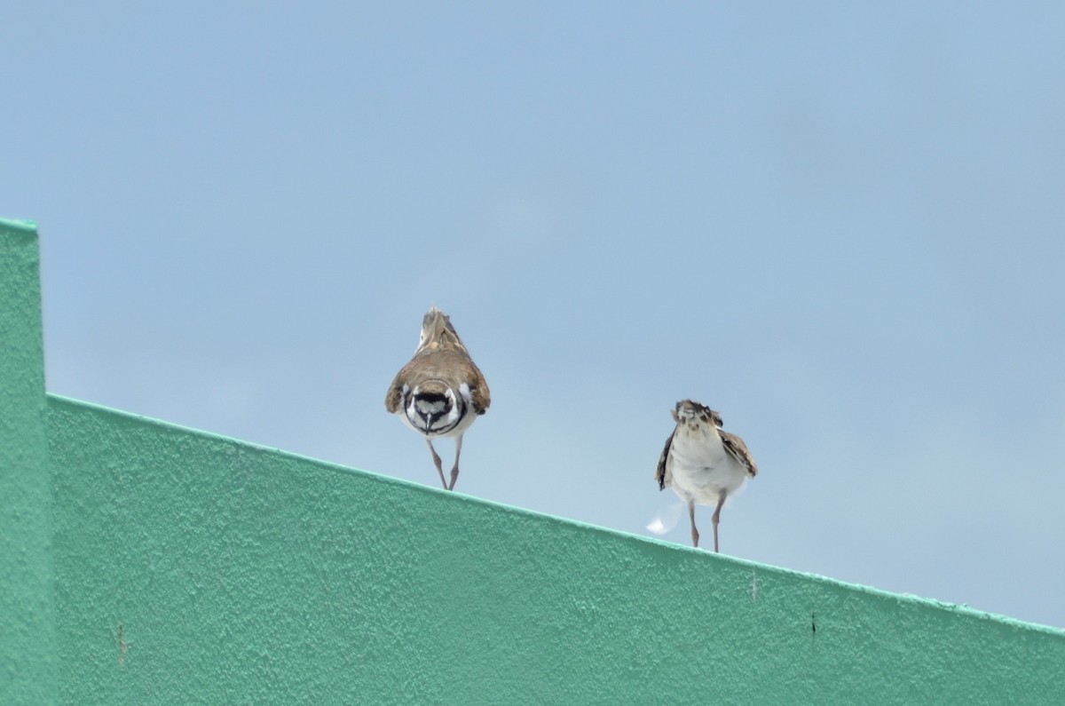 Killdeer - ML350675501