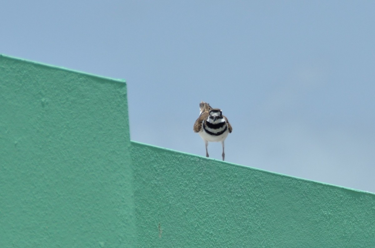 Killdeer - Milton Munoz Hincapie