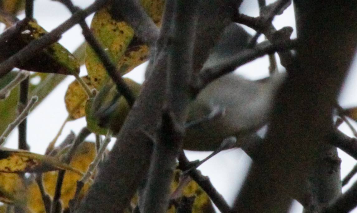 Yellow-throated Vireo - ML35067791