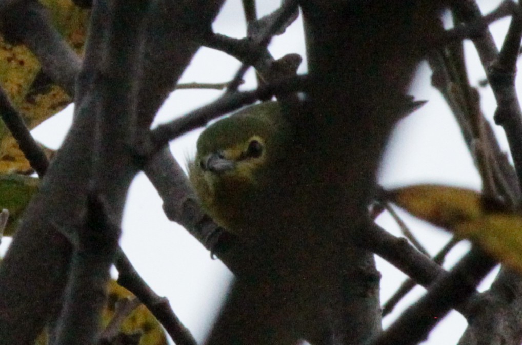 Yellow-throated Vireo - ML35067811