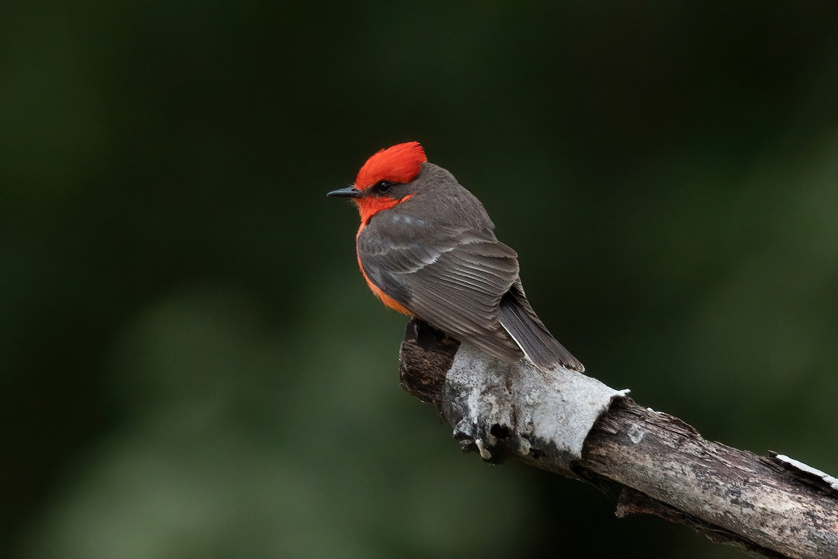 Vermilion Flycatcher - Dan Marks