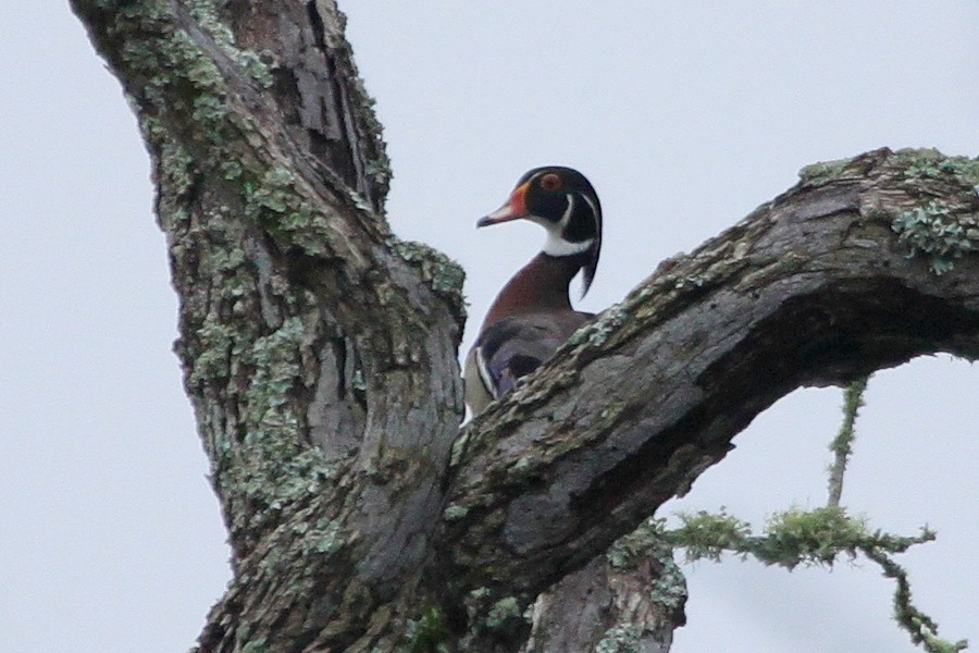 Wood Duck - Helen Baines