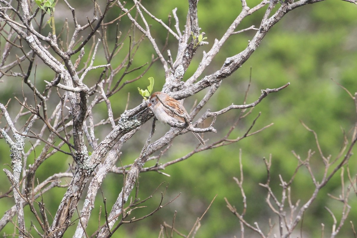 Field Sparrow - Hank Taliaferro