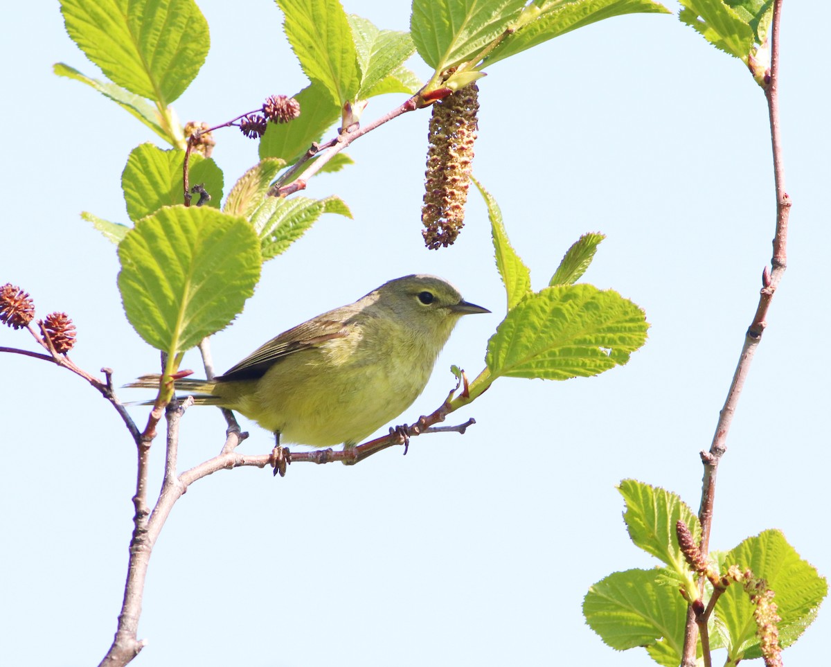 Orange-crowned Warbler - ML350680751