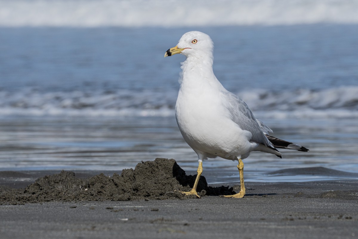 Ring-billed Gull - Kai Frueh