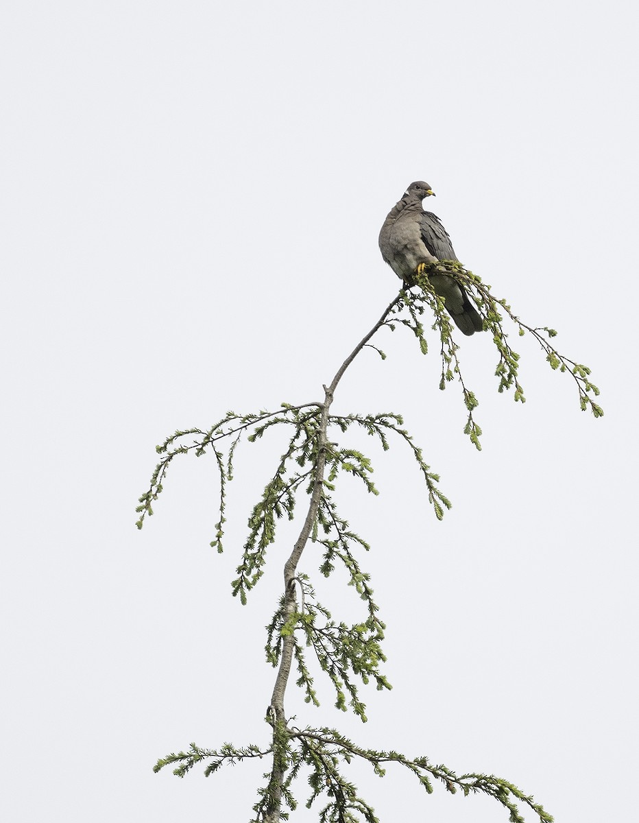 Band-tailed Pigeon - ML350682421