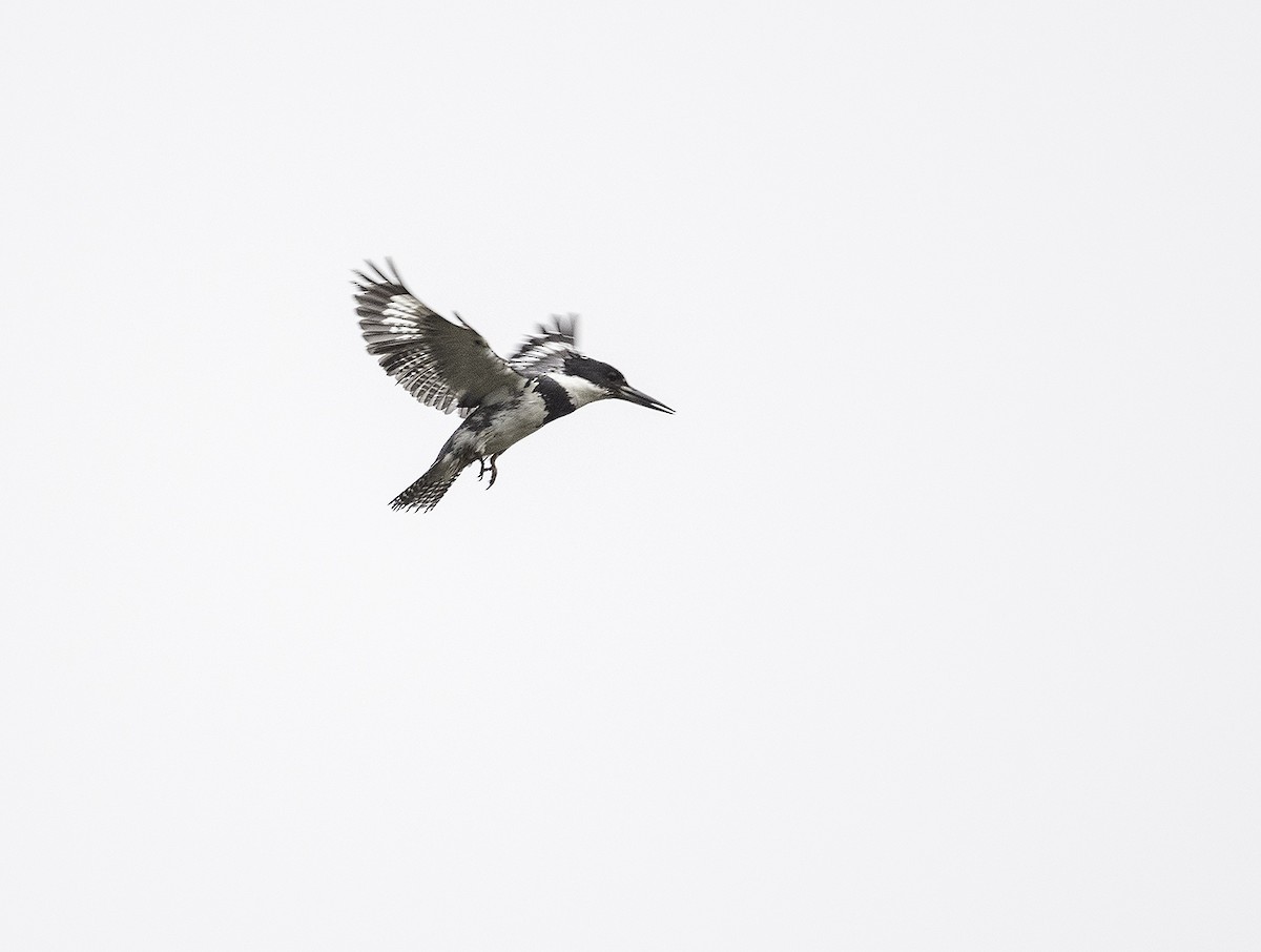 Belted Kingfisher - ML350682651