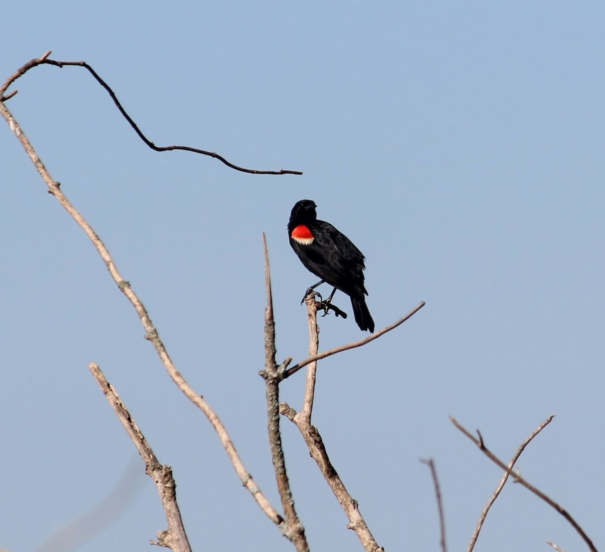 Red-winged Blackbird - ML350682691