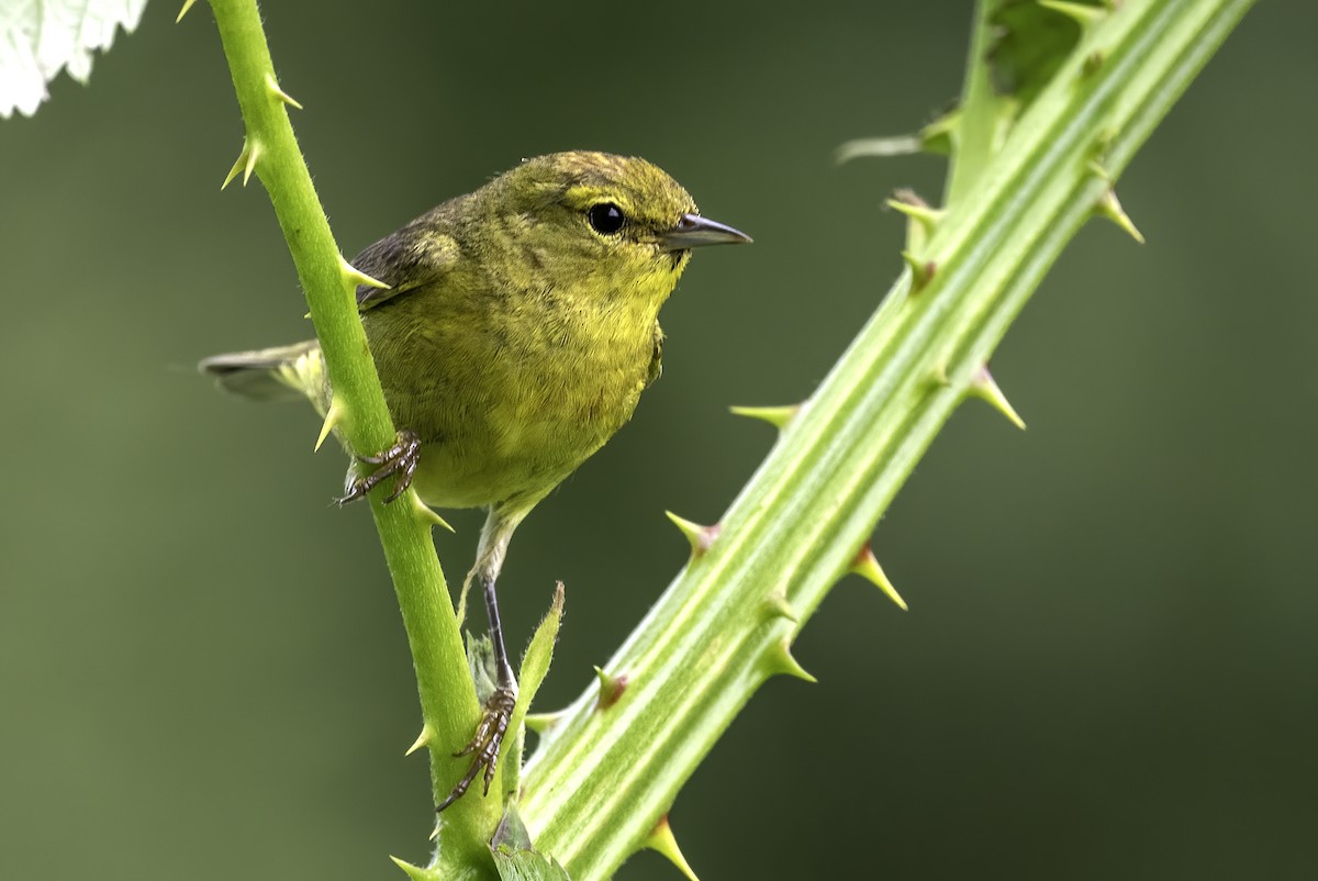 Orange-crowned Warbler - Thomas Creel