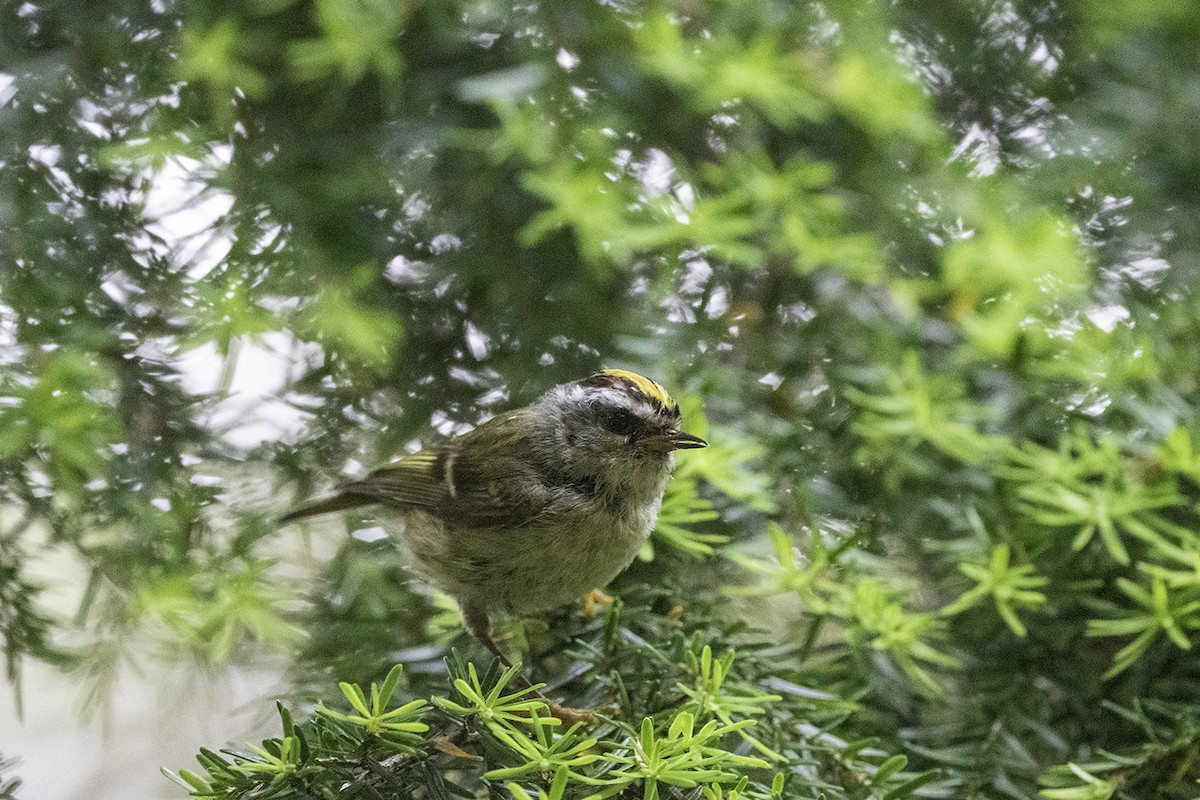 Golden-crowned Kinglet - Thomas Creel