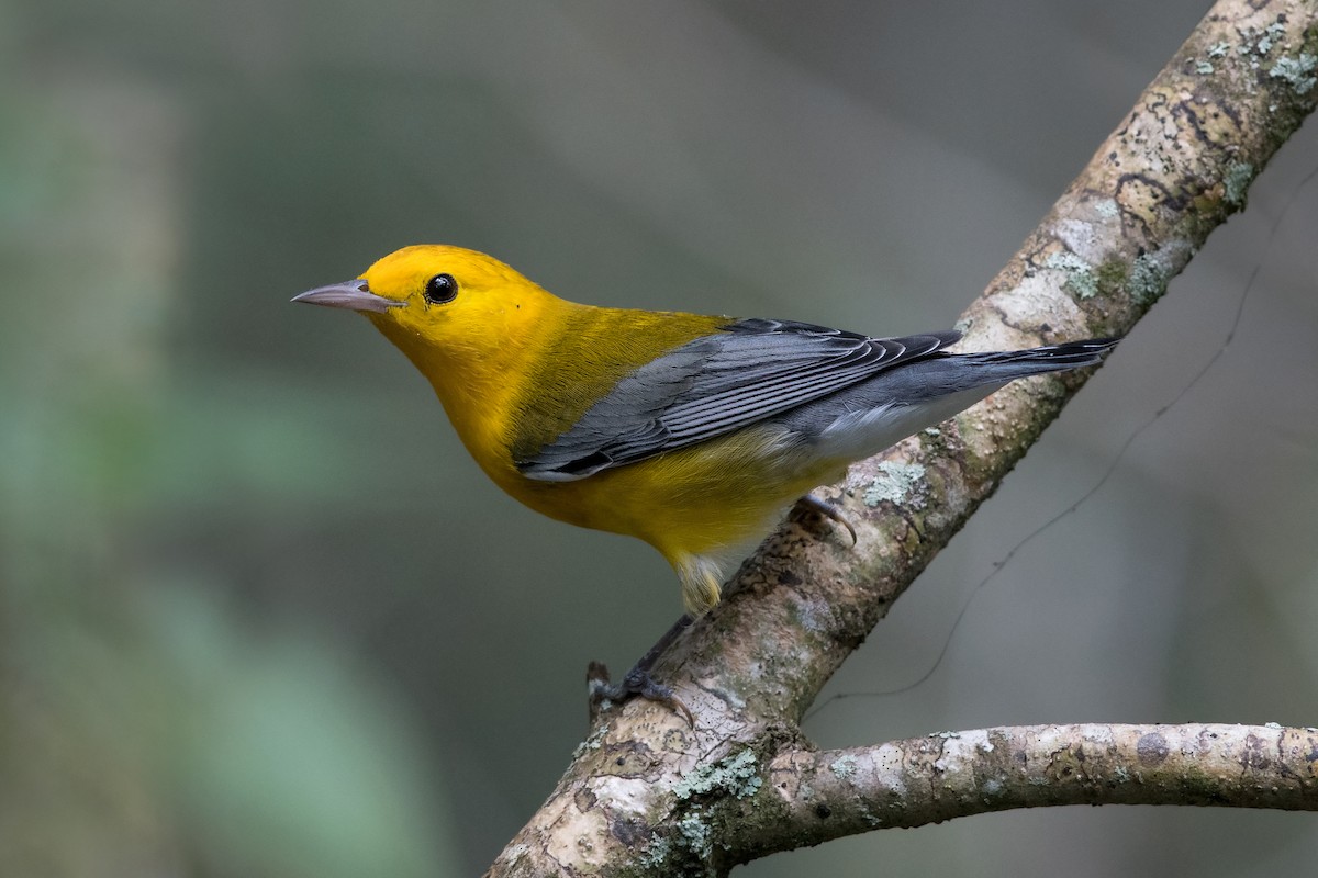 Prothonotary Warbler - ML35068411