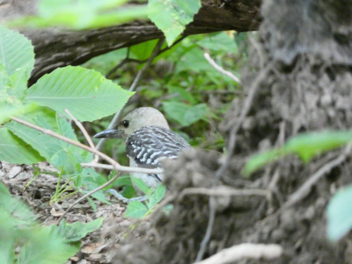 Red-bellied Woodpecker - ML350684521